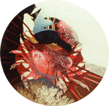 Coral Crab