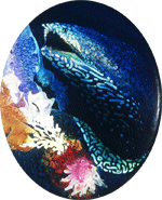 Moray Eel