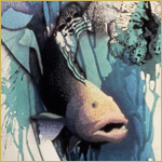Dr. Dave Grouper